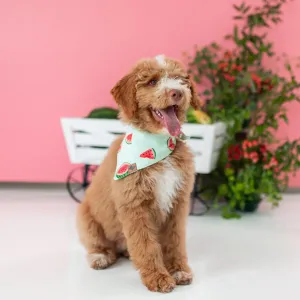 Dog Bandana in Watermelon